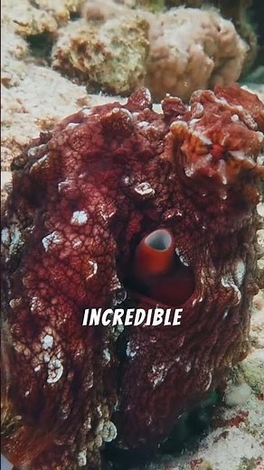 Octopuses Are Smarter Than We Thought
