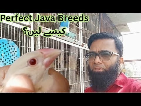 Perfect Java chahiye? Size matter karta hai! 🕊️