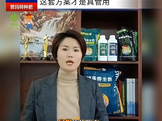 以菌治菌，远离黄萎病，棉花包增产！