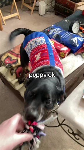 Adorable Dachshund Lab Mix Puppies