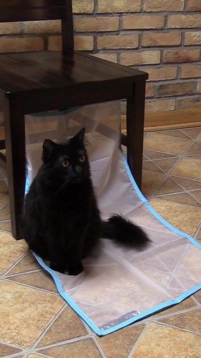 53K views · 2.2K reactions | Sheer Fun for Cats are lots of fun for us cat servants too, the felt toys are my favorites for launching across the room and up on to cat trees!  — you can find them here: https://bit.ly/SheerFunForCats  #sundayfunday #cats #cattoys #funnycats #catowners | Cat Man Chris | Facebook