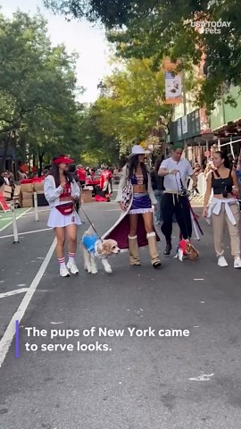 Dogs show off creative costumes at New York Halloween Parade