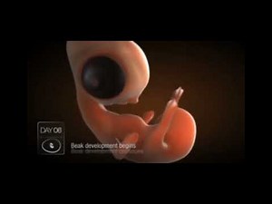 chicken embryo development