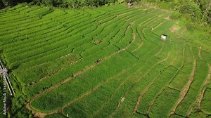 The drone moves backwards, showing an aerial view of green rice fields, a unique rice field map in Indonesia.