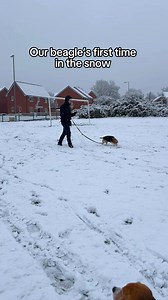 290K views · 10K reactions | Koko’s first snow ❄️凉She was a little bamboozled, but she loved it! 藍#dog #beagle #funnydog #viralvideos #viral #dogsofinstagram #snowuk #uksnow | Beagles Kiki & Koko | Facebook
