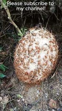 Empire of the Golden Bee no1