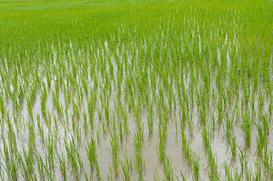 rice plant,farmer transplanting rice cultivation
