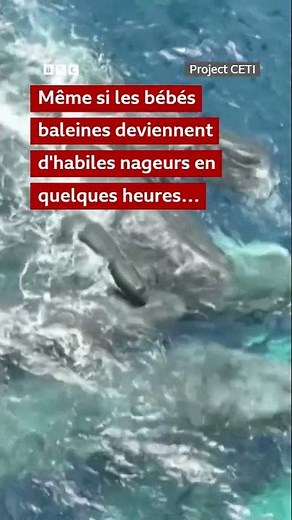 Des images rares d'un cachalot en train de mettre bas dans la nature