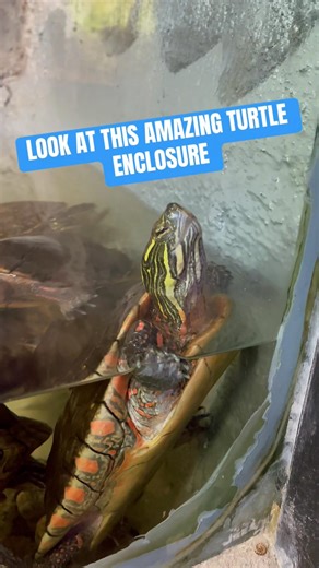 Amazing Turtle Enclosure at Reptilia! #reptiles #shorts #turtle #exoticpets #redearedsliderturtle