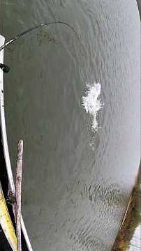 29.50" Musky (November 1, 2025) repeat catch 10/2/23- 15.50" #musky # muskyfishing #michigan