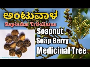 ಅಂಟುವಾಳ, Sapindus Trifoliatus, South Indian Soapnut