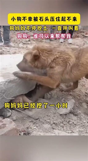 Rescue Plan Theme Song - Heartwarming Cover by Zhou Shen, Dog Included