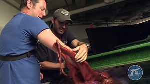 Presenter Matt Baker gets "hickey-ed" by a very friendly octopus! BBC Big Blue Live | BBC Earth