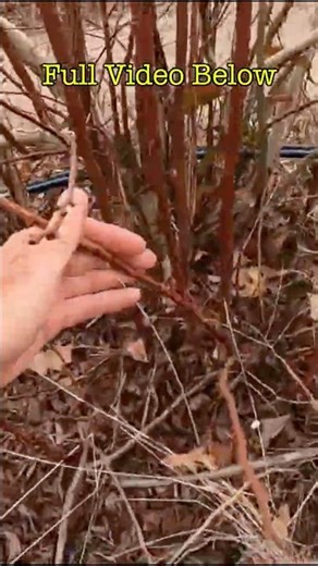 Grow Your Own Blueberries