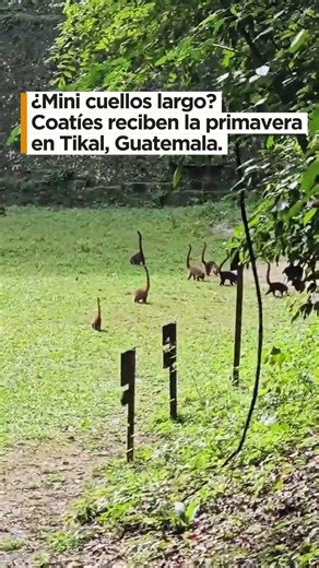 Coatíes deslumbran en templo maya