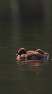 Loon chicks being fed by mom | Harry Collins Photography