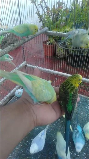 Budgies That Create a Wellness Atmosphere 🌿