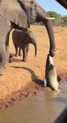 Rare footage of a giant cat driving like a human