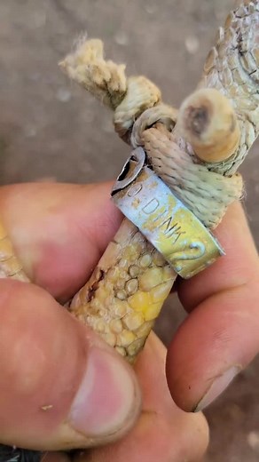 Dink fair game farm #dinkfarm #chickens #roosters #dinkfair5ksweeter