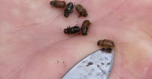 A Wilder View: Mountain pine beetle devastating forests