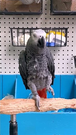 The Funniest Bird Shorts!