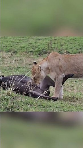 What's this female Lion doing #LionessHunt #lionfacts #lion