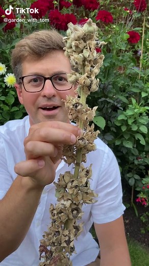 How to Grow Hollyhocks from Seed: Collection & Sowing Tips