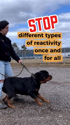 The best way to train your reactive dog is not to distract them, not to assert dominance, and definitely not punishing, correcting, or shouting at your dog. Reactive dog training methods based on distraction and redirection fail. Here’s why: Imagine luring your dog away with a cookie every time a person or dog comes too close… It’s not sustainable. Do you really want to distract your dog every single time you come across another person or dog? It won’t work every time. One day, you come across a