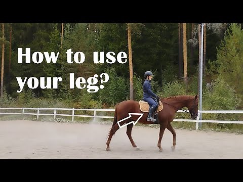 Leg aids in horse riding: How to use your leg effectively (for going forward)?