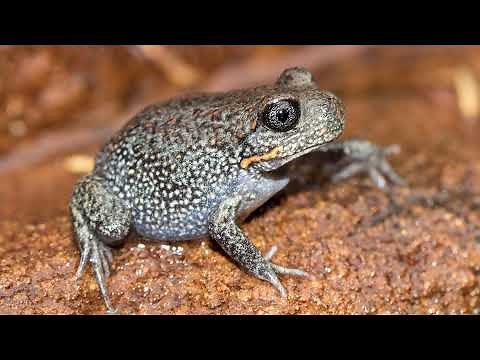 Listen out for the Giant Burrowing Frog
