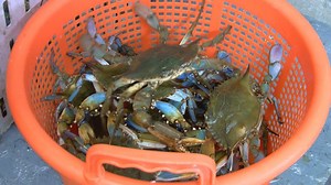 Crab claws, shrimp and fish see rising prices along the Gulf Coast