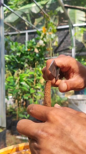 4.9K views · 34 reactions | Basic #graftingtechniques | Plants Propagation | Facebook