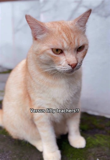 This school question might start an argument in the comments #elmocat #cat #cats #funny