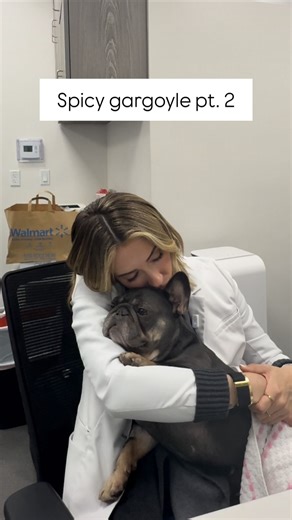 Nicole Fein, DVM, DACVIM on Instagram: "You better believe the spicy gargoyle had to recover from his procedure in my lap! (I probably should have let his nurses know I was stealing him first though 😂) #veterinarian #thefeinvet #frenchbulldogsofinstagram #cutenessagression #vetlife"