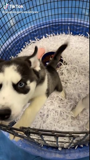 #puppies #puppiesgaloreandmore #jacksonvillepuppystore #adorablepuppies #cute #adorable #puppies #lab #goldenretriever #boxer #husky #jacksonvillefl