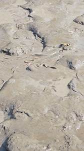 11K views · 106 reactions | Amazing Deshi Sing Fish Catching In During The Dry Season | Fish Hunter Life | Facebook