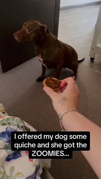 I Offered my Dog a Quiche and She Got the Zoomies