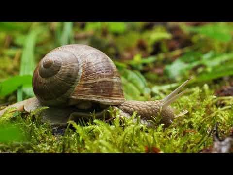 Selected Verses - Surah 26 (Ash-Shu'ara) - Verses 63-67 #shorts