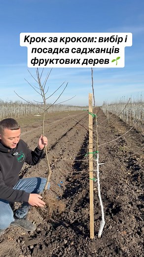 4.5K views · 2.2K reactions | #сад #город #дача #fruits #ukraine | Тарас Мельник | Facebook