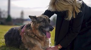 President Joe Biden and first lady Jill Biden announced the passing of their German shepherd Champ, whom they called a ‘constant, cherished companion’ for 13 years https://reut.rs/2SLlu9k | Reuters