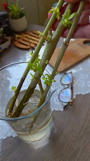 PRIMA SE KO VRBA EVO DOKAZ #bakinakuhinja