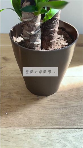 🍀Do houseplants need sun in the winter? 🍀【☘Life with Houseplant】2602-9#shorts