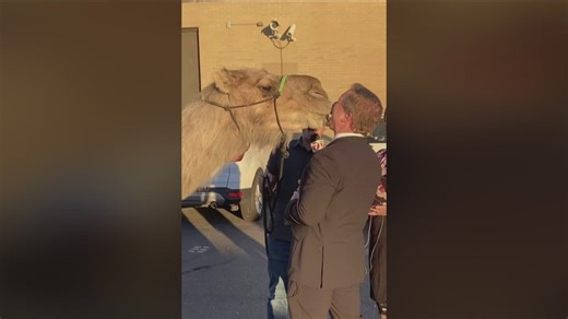 Celebration of life for Clyde the Camel