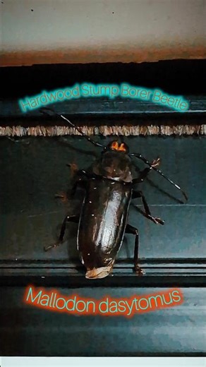 Hardwood Stump Borer Beetle #shorts #longhornbeetle