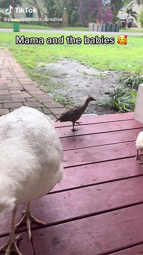 Mama Peacock and Baby Peacocks Enjoying Water in Merritt Island
