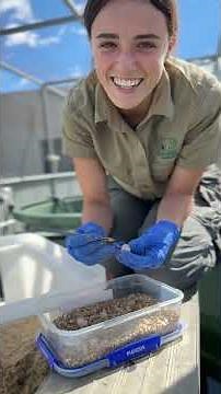 Critically Endangered Turtle Eggs! #symbiowildlifepark #animals #reptiles