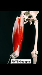 Quadriceps Muscle Action | PHYSIO-graphy