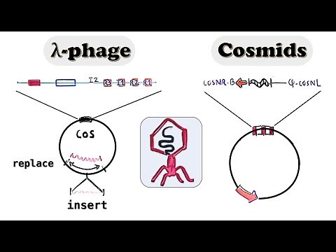 Lambda Phage vector, Cosmid cloning vector - spi phenotype and in vitro packaged lambda virus