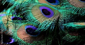 peacock feather background.