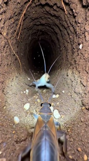 Micro Camera Inside Underground Burrow Colony